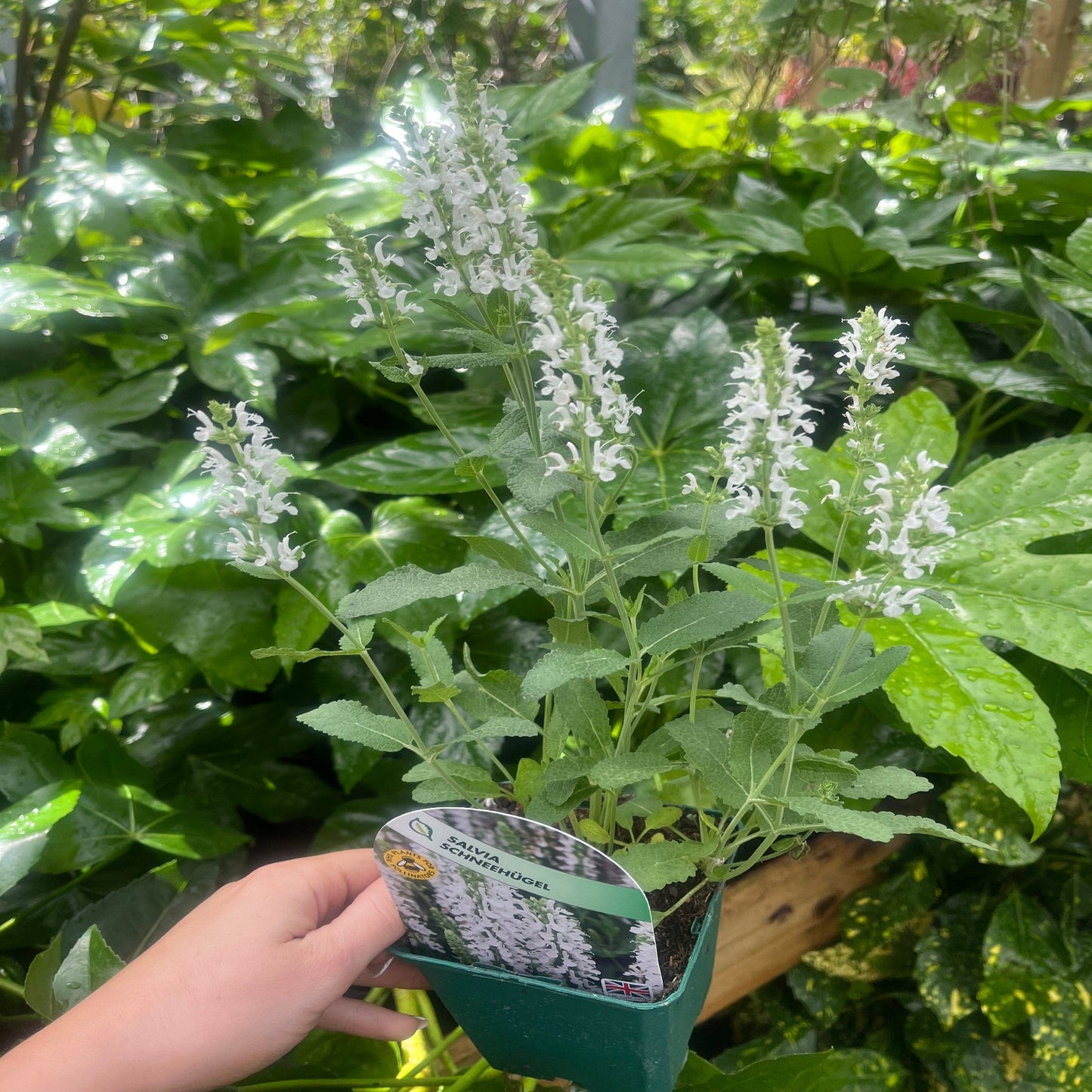 Salvia Schneehügel (9cm Pot)
