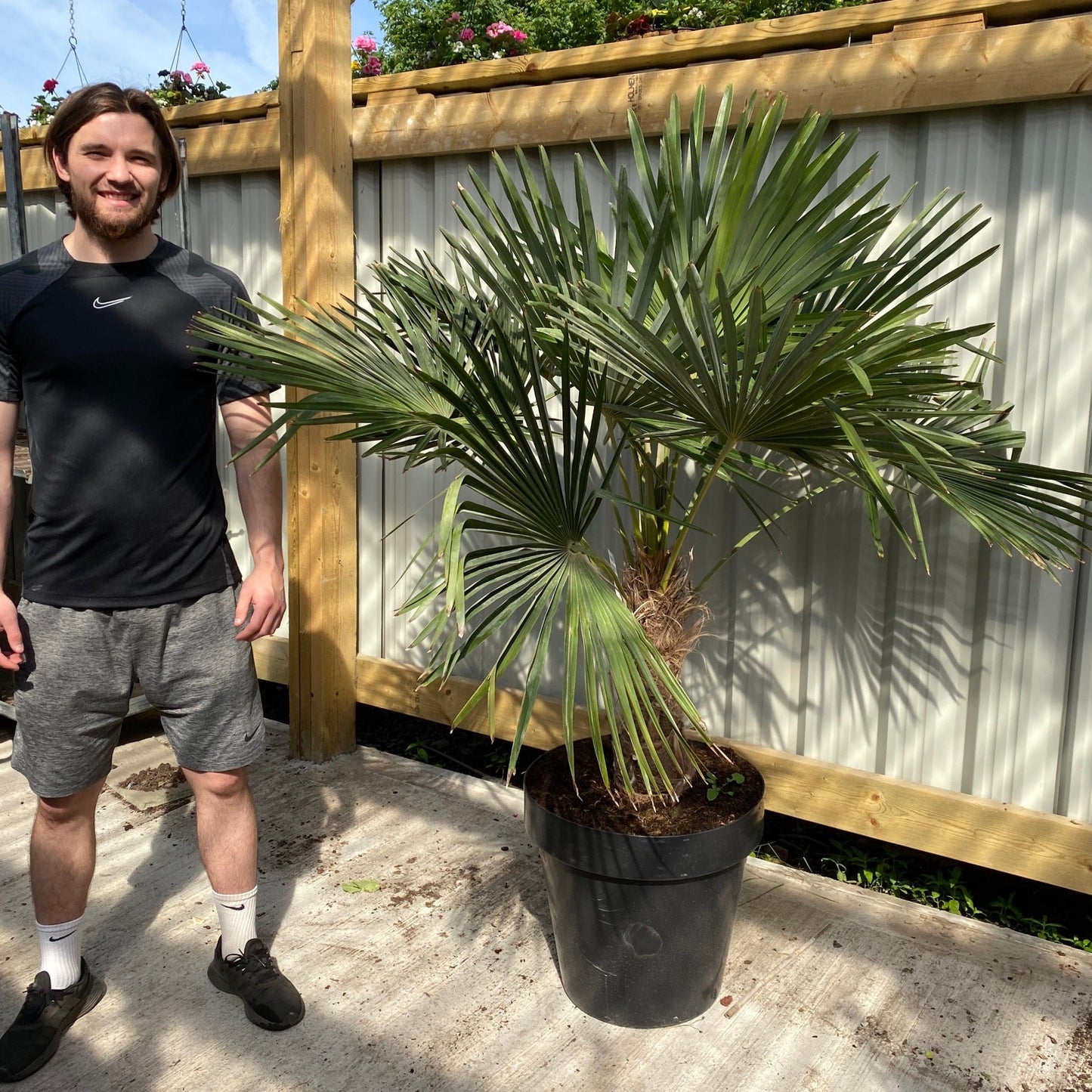 Trachycarpus Fortunei (160-80cm/ TRUNK 40-50cm) 25L