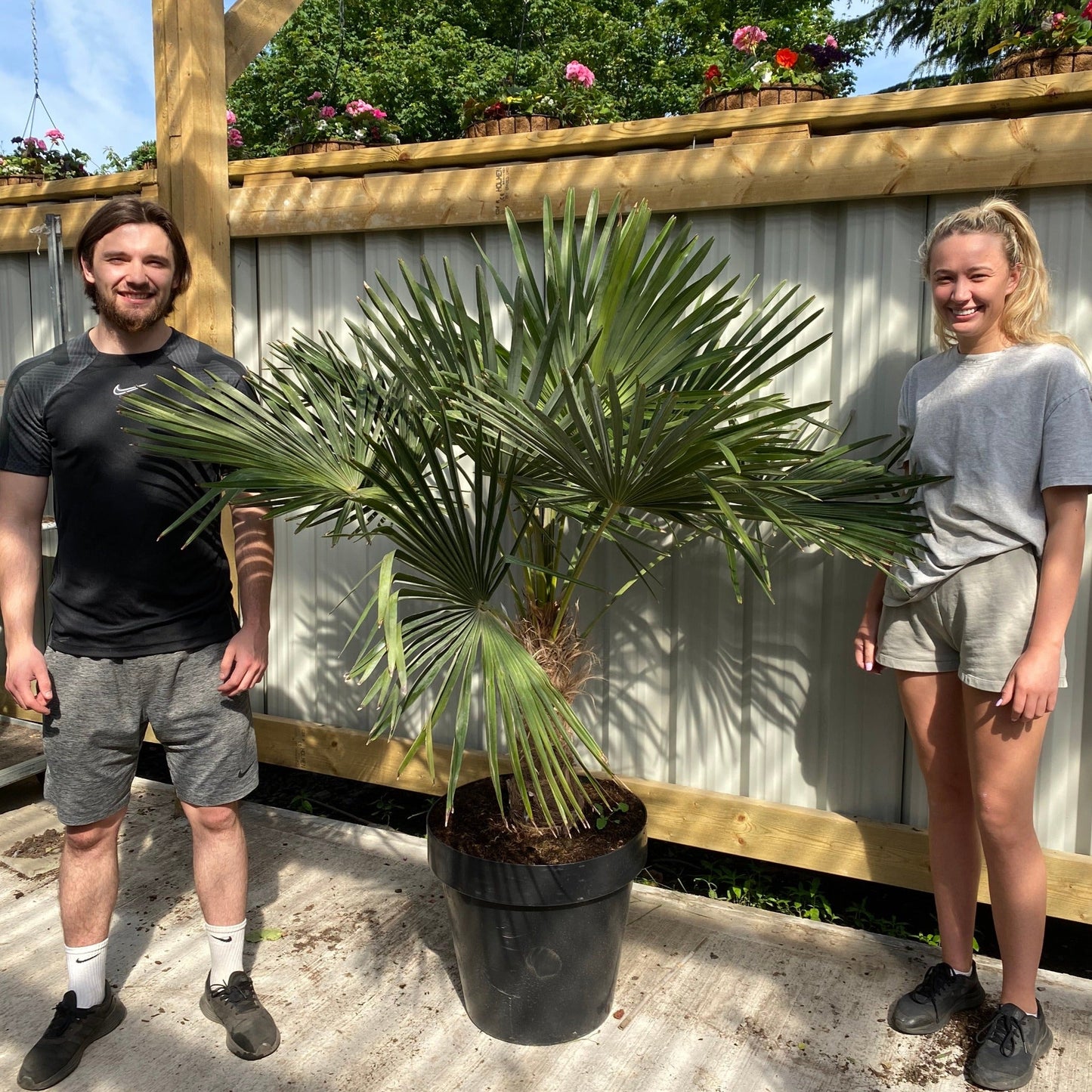 Trachycarpus Fortunei (160-80cm/ TRUNK 40-50cm) 25L