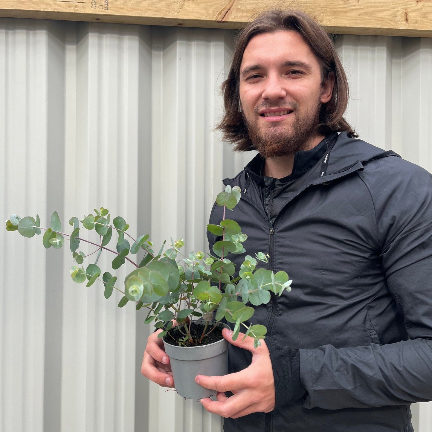 Eucalyptus gunnii Louis 9cm-3L