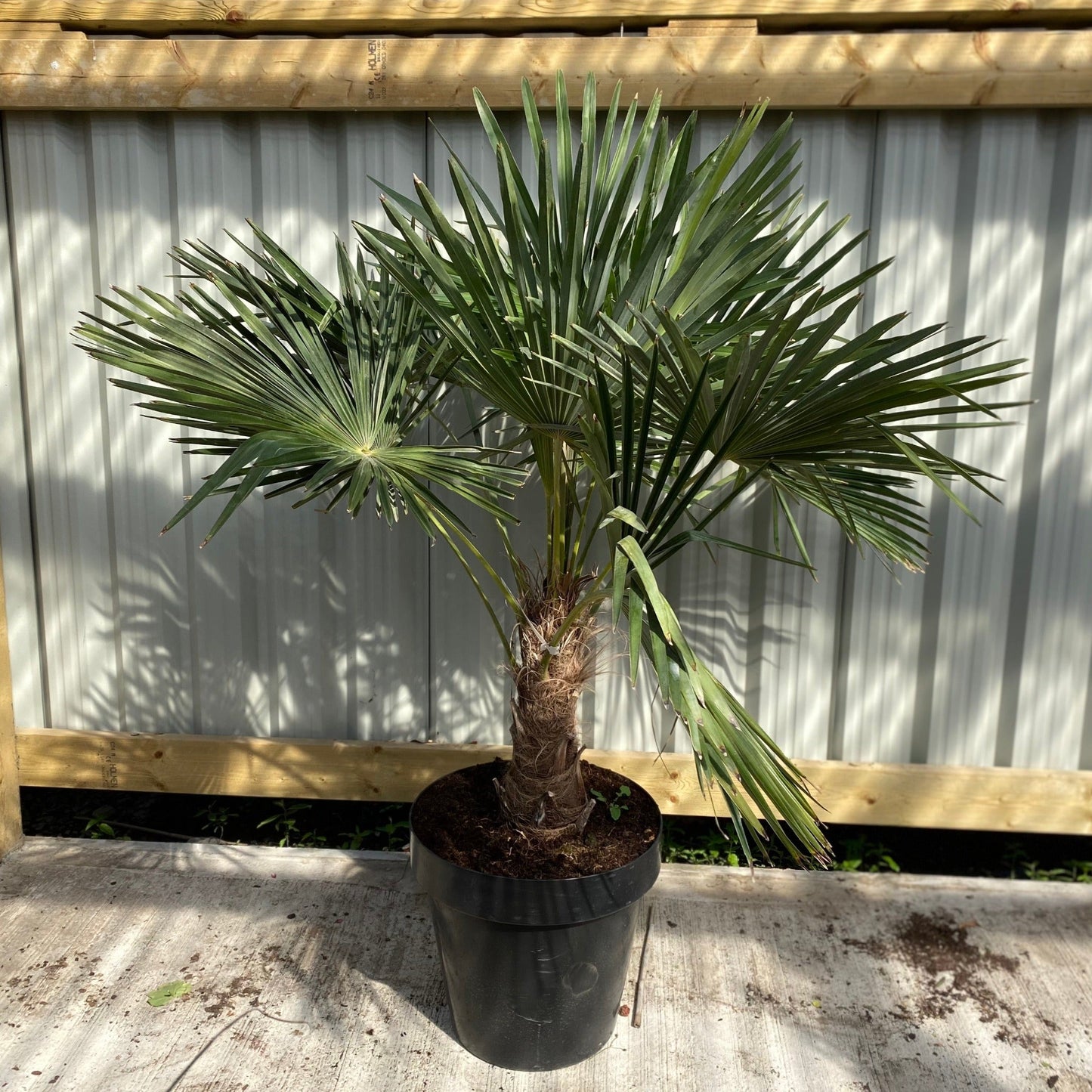Trachycarpus Fortunei (160-80cm/ TRUNK 40-50cm) 25L