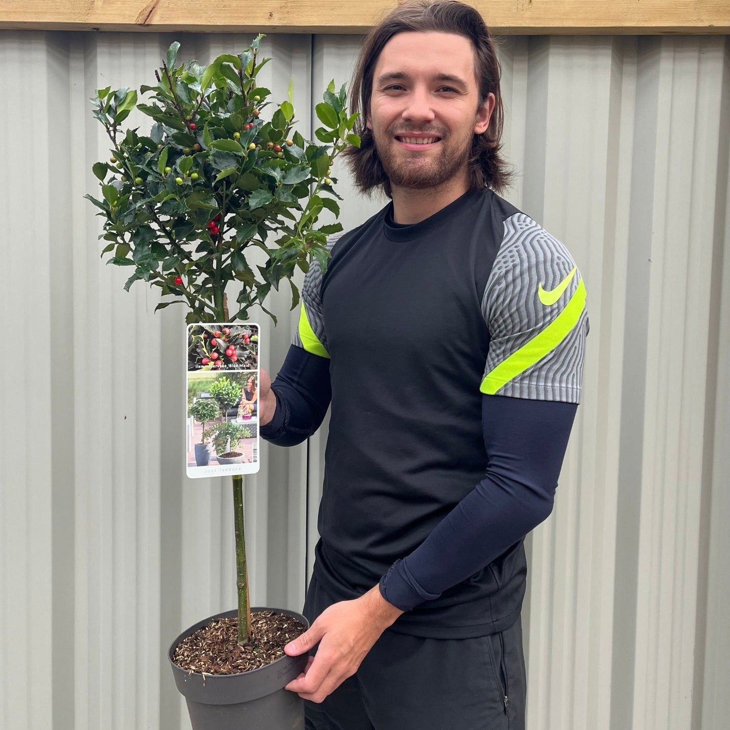 Standard Holly Tree | Ilex meserveae 'Blue Maid'
