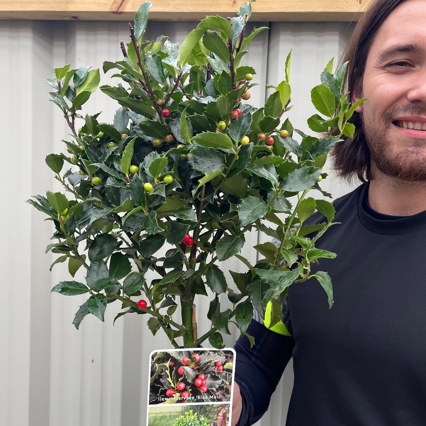Standard Holly Tree | Ilex meserveae 'Blue Maid'