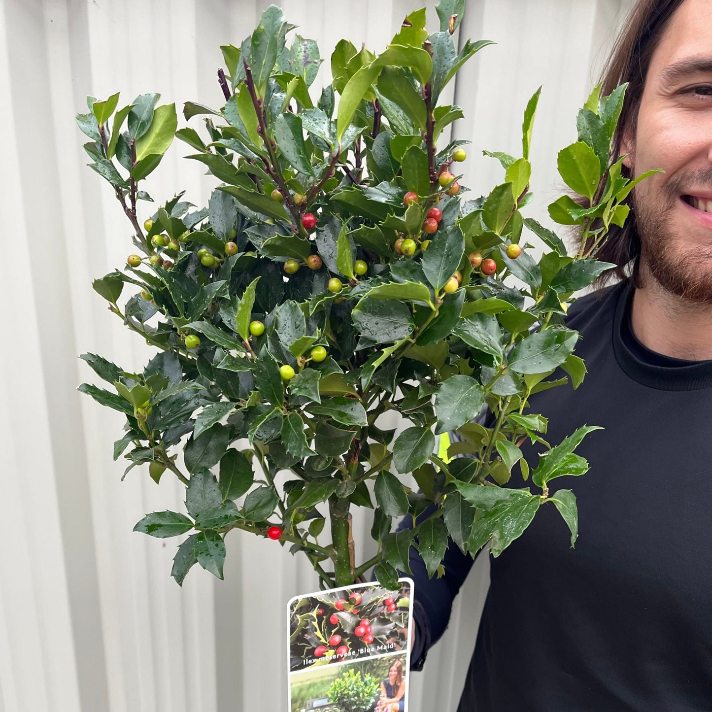 Standard Holly Tree | Ilex meserveae 'Blue Maid'