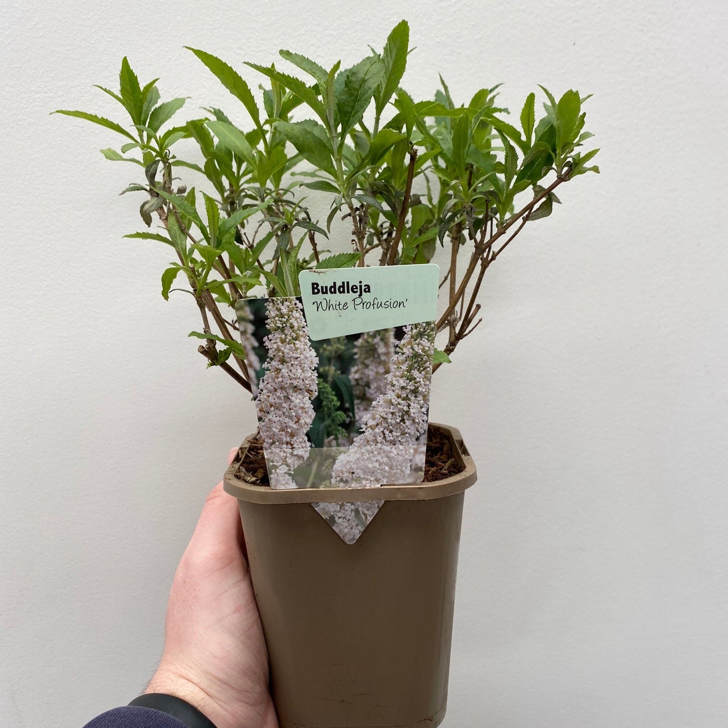 Buddleja davidii 'Nanho White' 1L / 2L