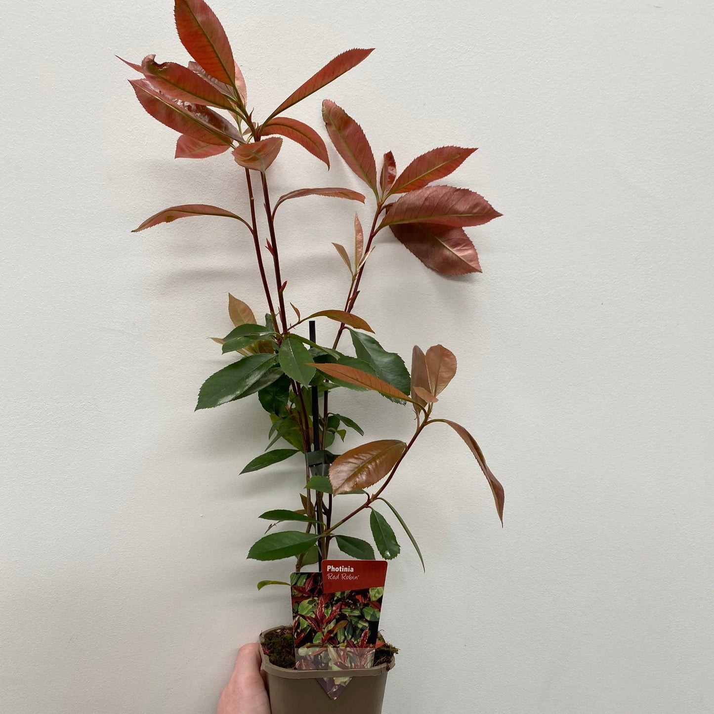 Photinia x fraseri 'Red Robin'