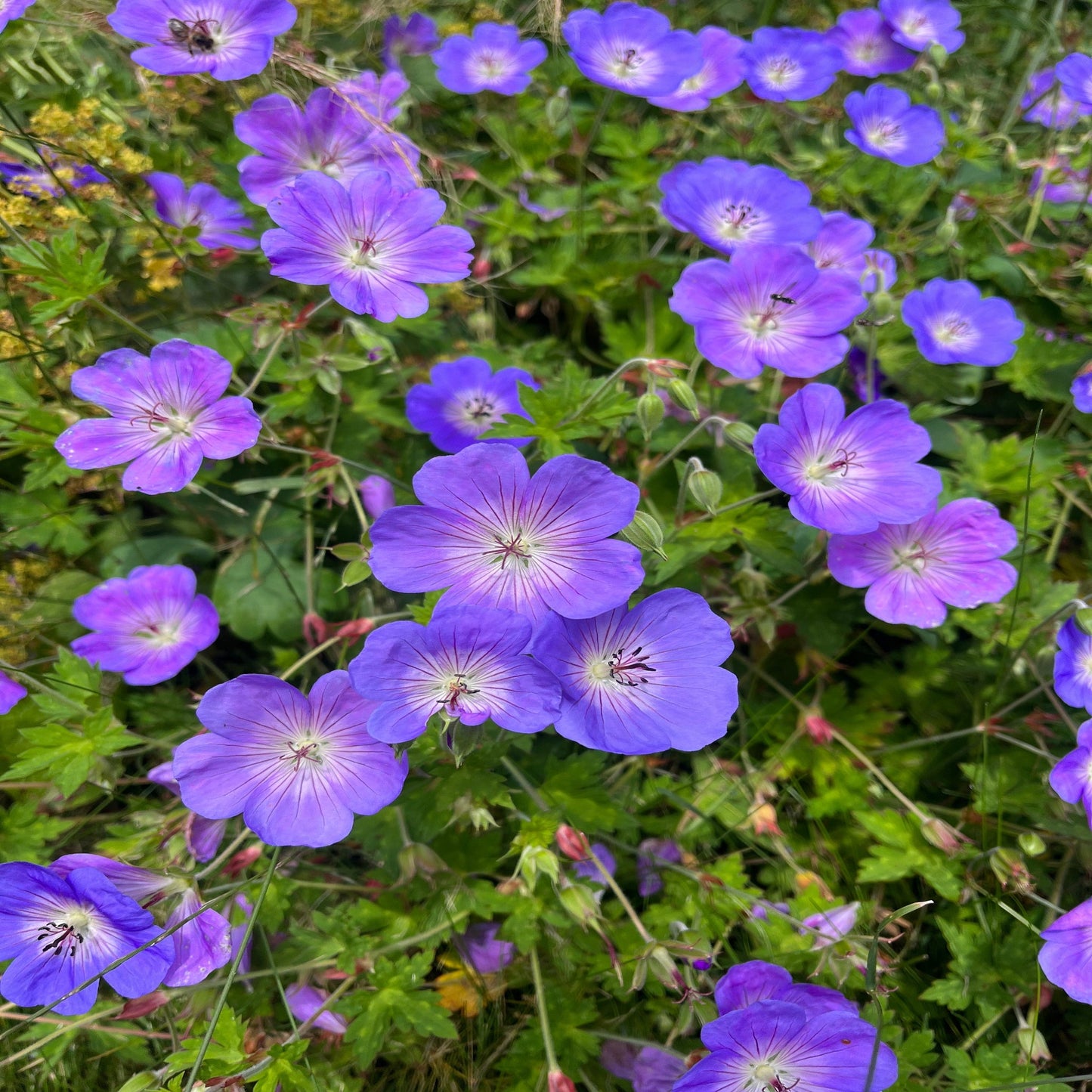 Geranium 'Rozanne' 9cm / 2L