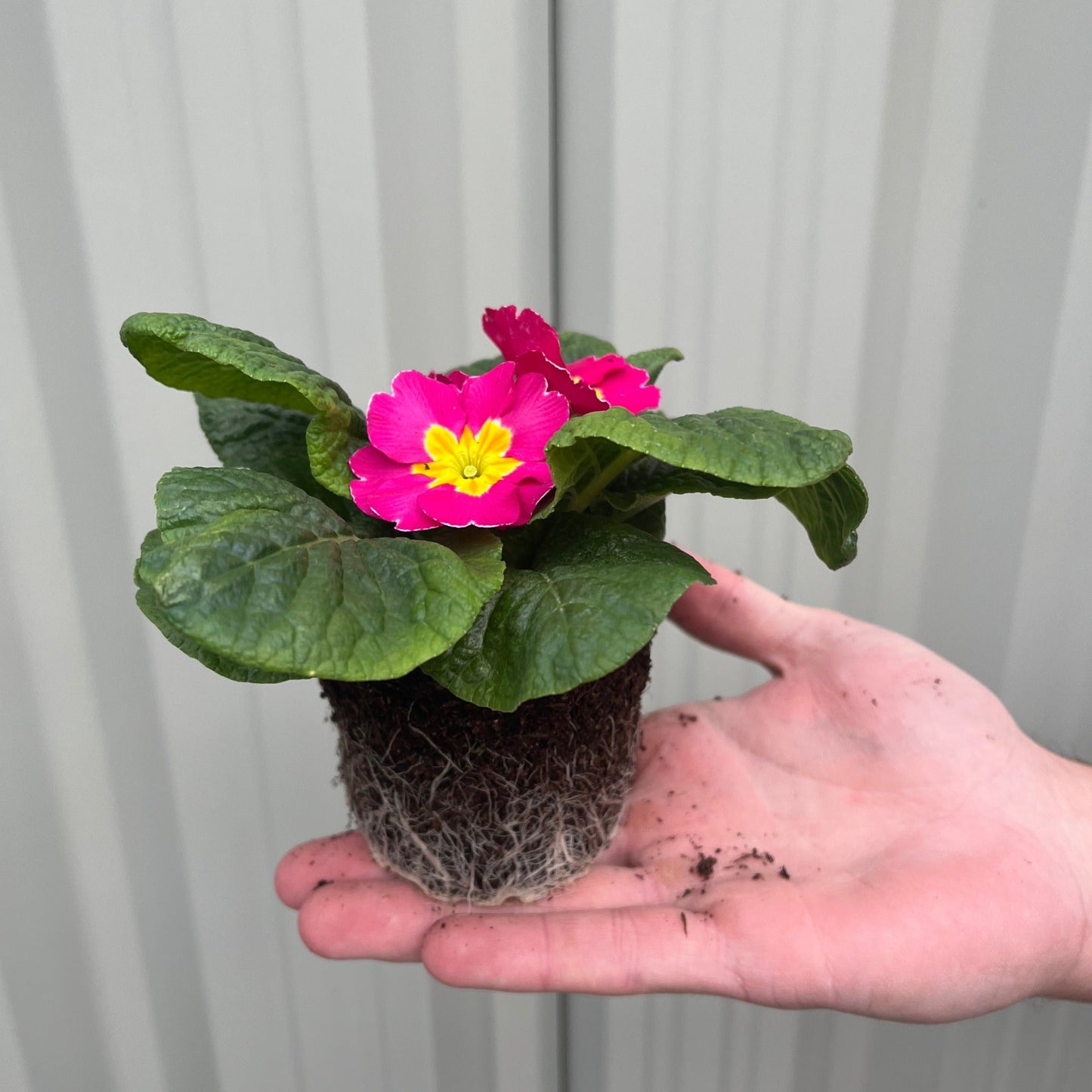 3 x 9cm Primula Pots | Primula/Primroses