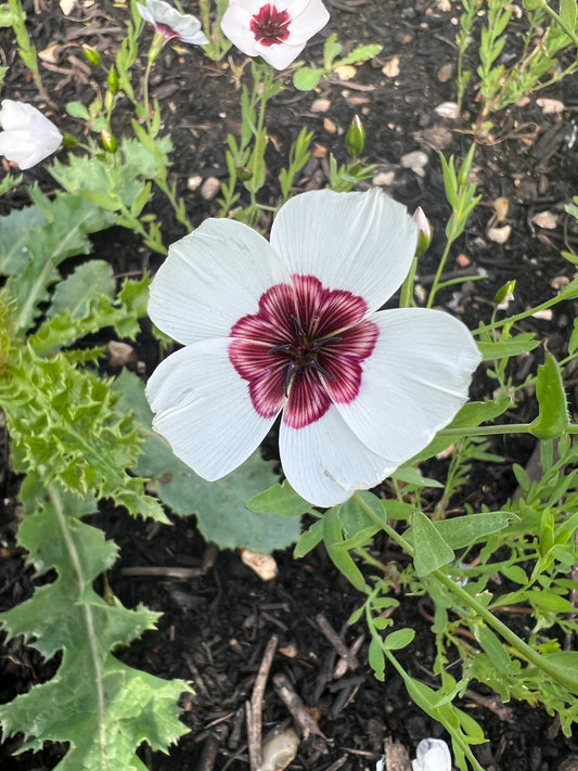 Linum Bright Eyes