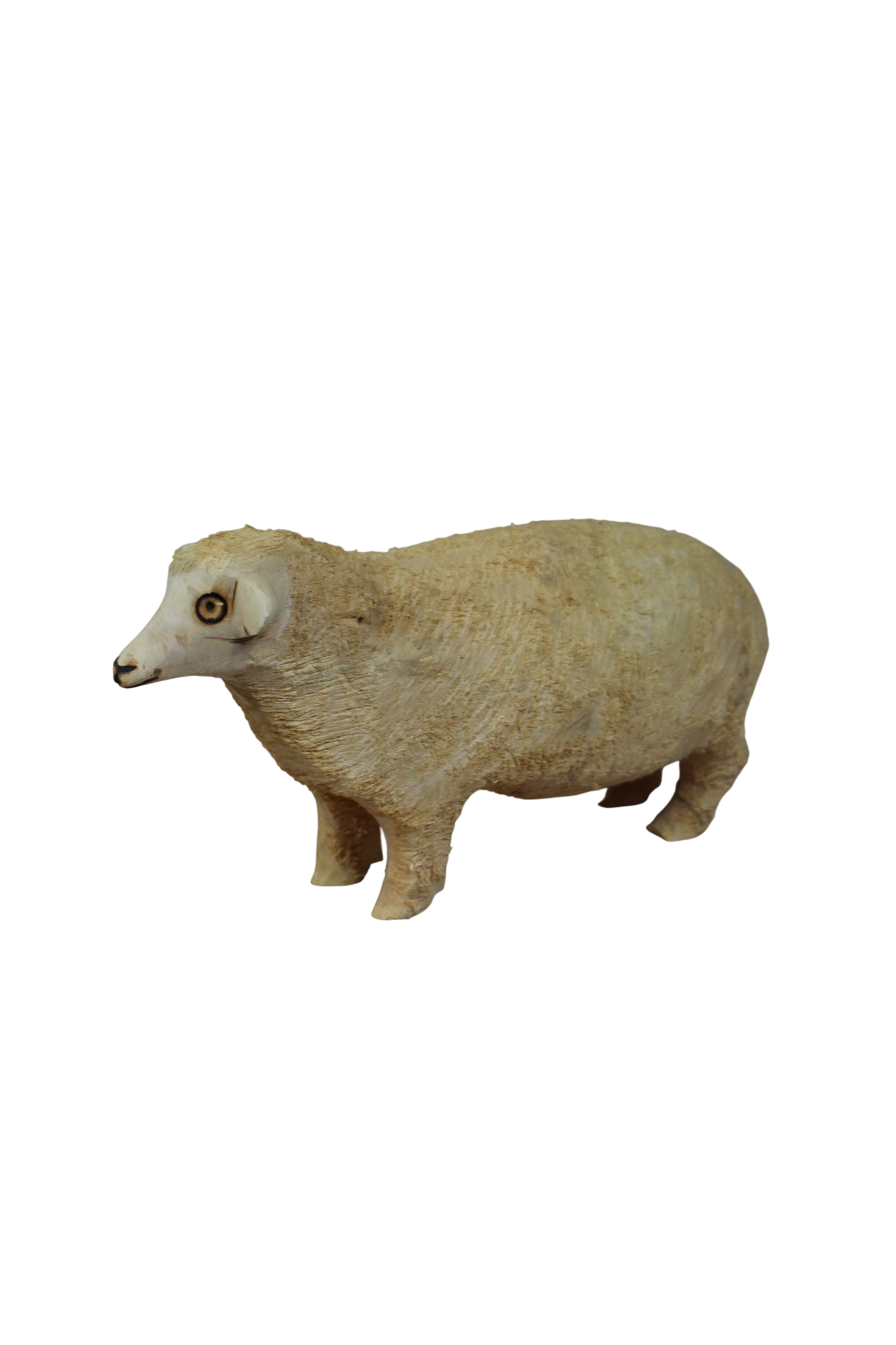 Swazi Sheep 141.3