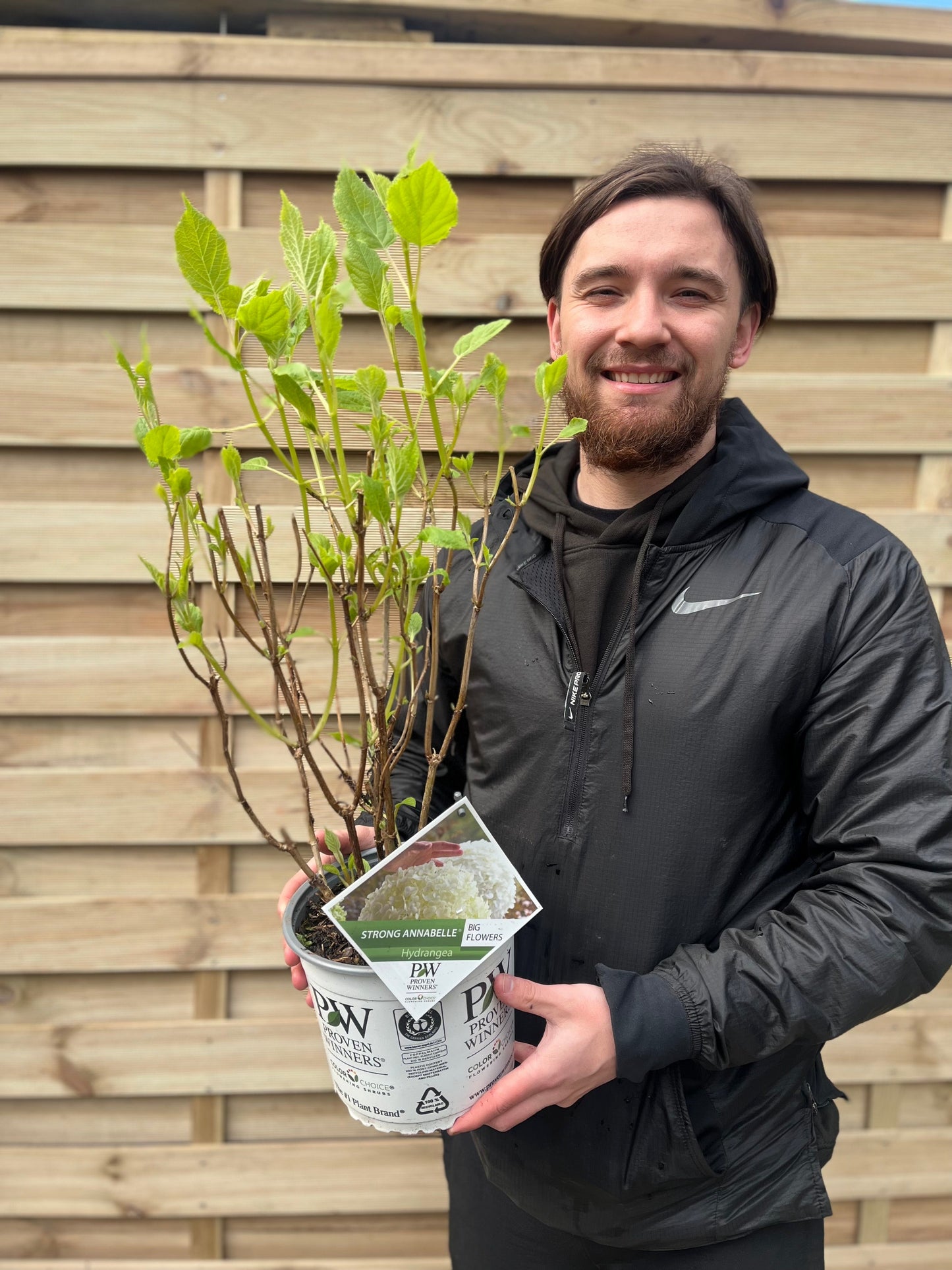 Hydrangea arborescens 'Incrediball' / 'Strong Annabelle' 3L / 5L / 7.5L / 10L / 20L