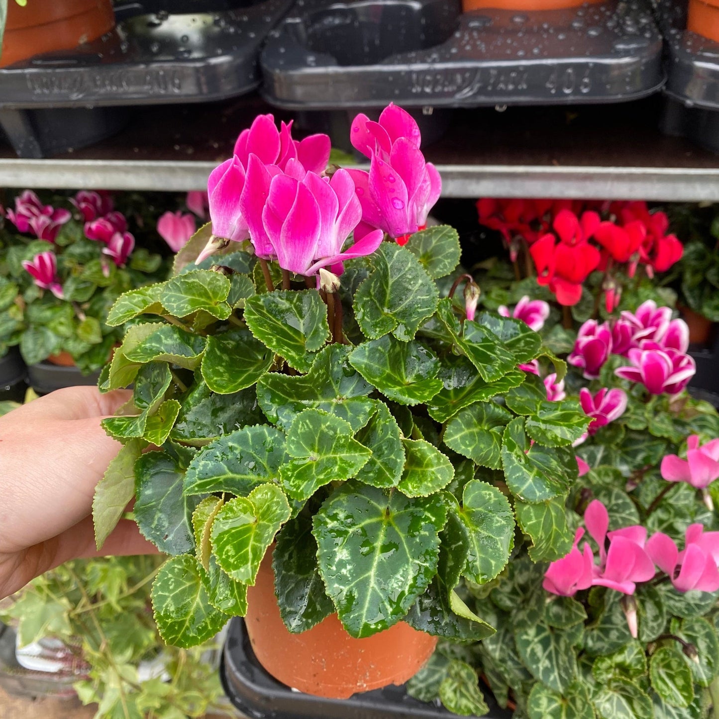 Cyclamen Mix of 3 Plants (3 x 9cm Pots)