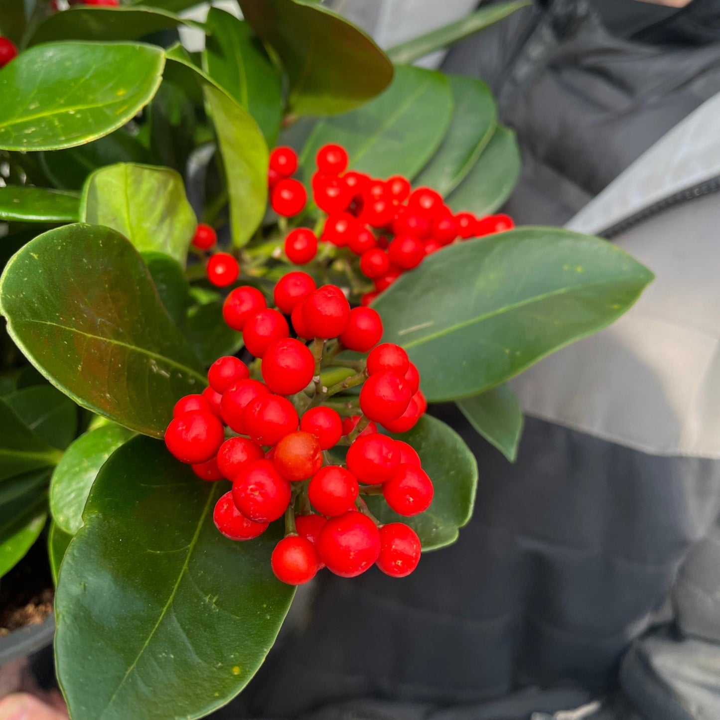 Skimmia japonica 'Veitchii' 3L