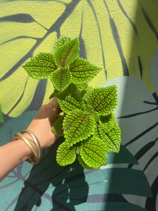 Pilea involucrata 'Moon Valley'