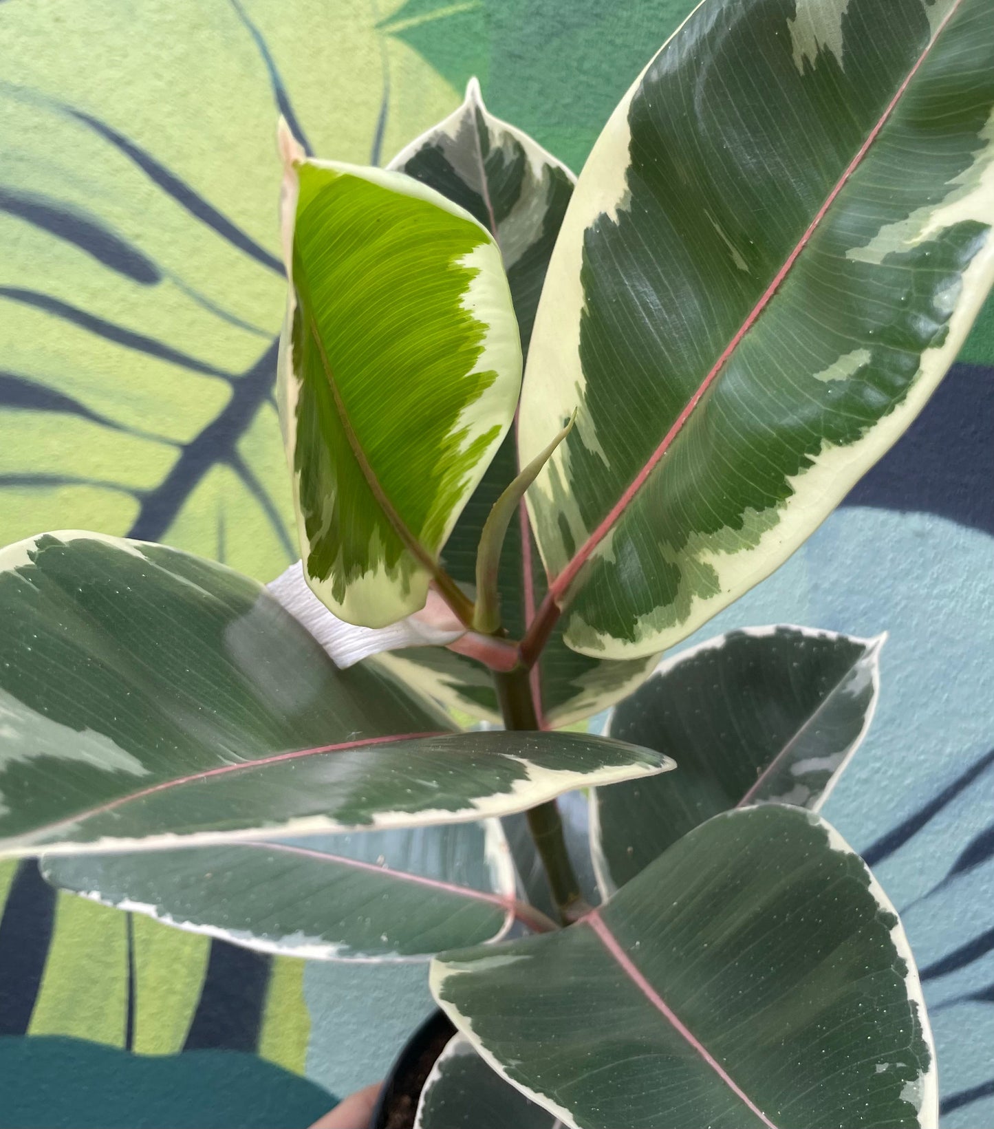 Ficus elastica (Rubber Plant) -6 varieties available