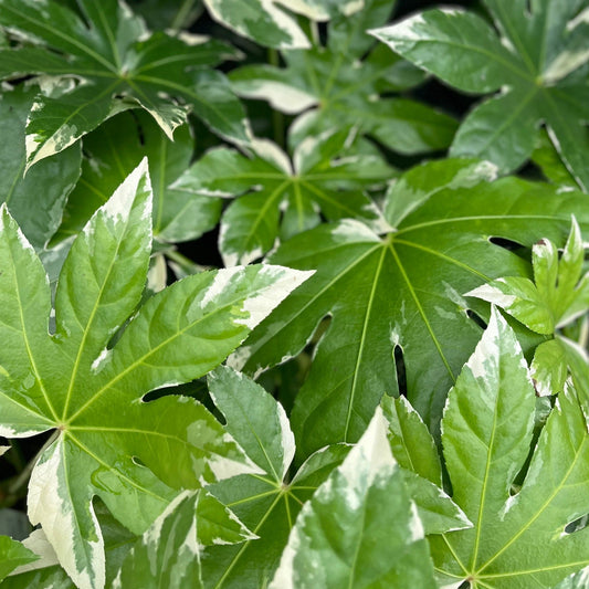 Fatsia japonica variegata | 2L Growers Pot