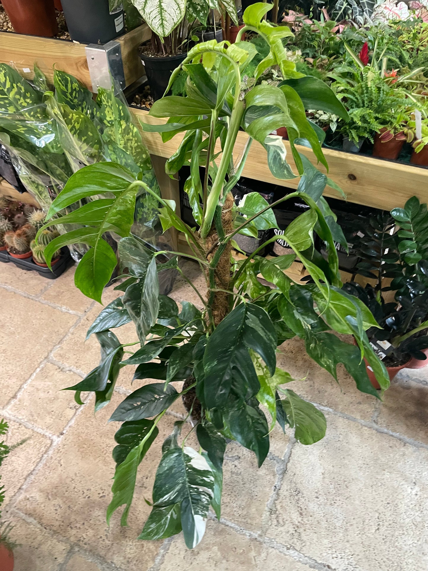 Epipremnum pinnatum 'Albo variegata' (Variegated pothos)