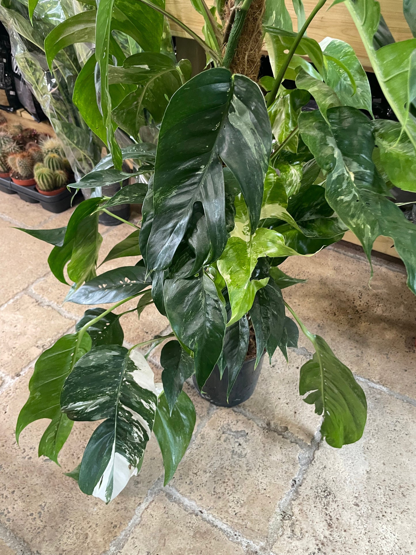 Epipremnum pinnatum 'Albo variegata' (Variegated pothos)