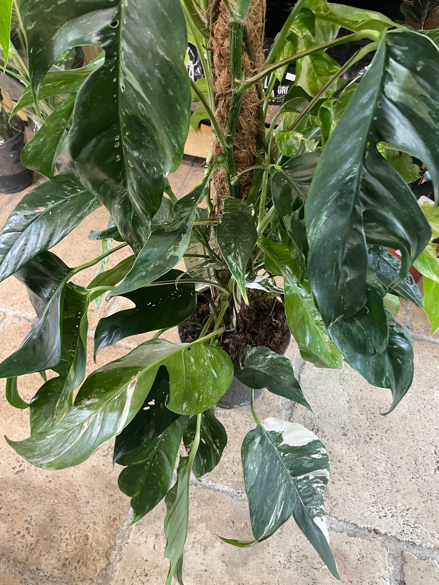 Epipremnum pinnatum 'Albo variegata' (Variegated pothos)