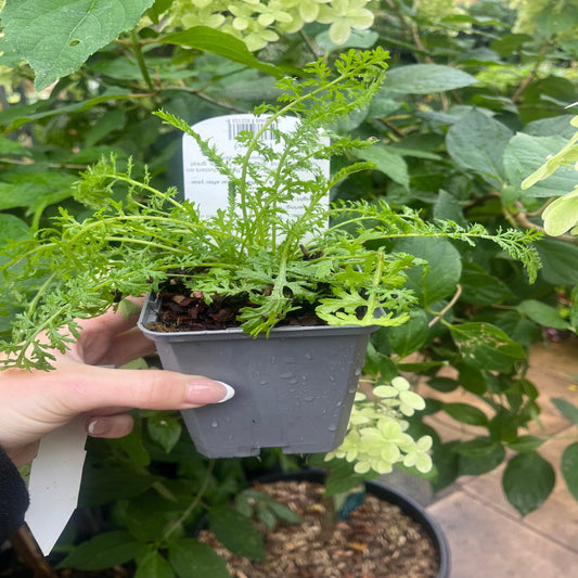Achillea 'Cloth of Gold' 9cm/1.5L