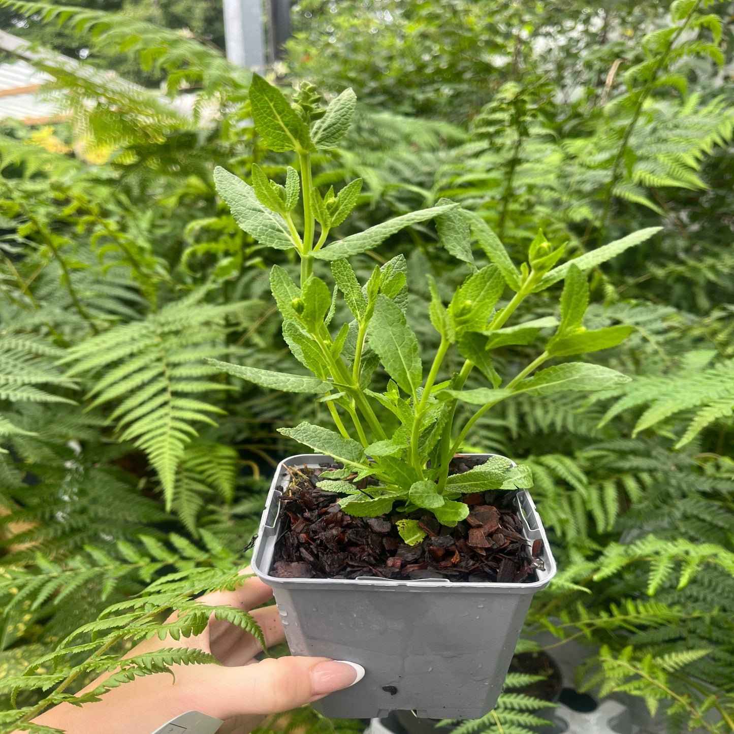 Salvia 'Love and Wishes' 9cm