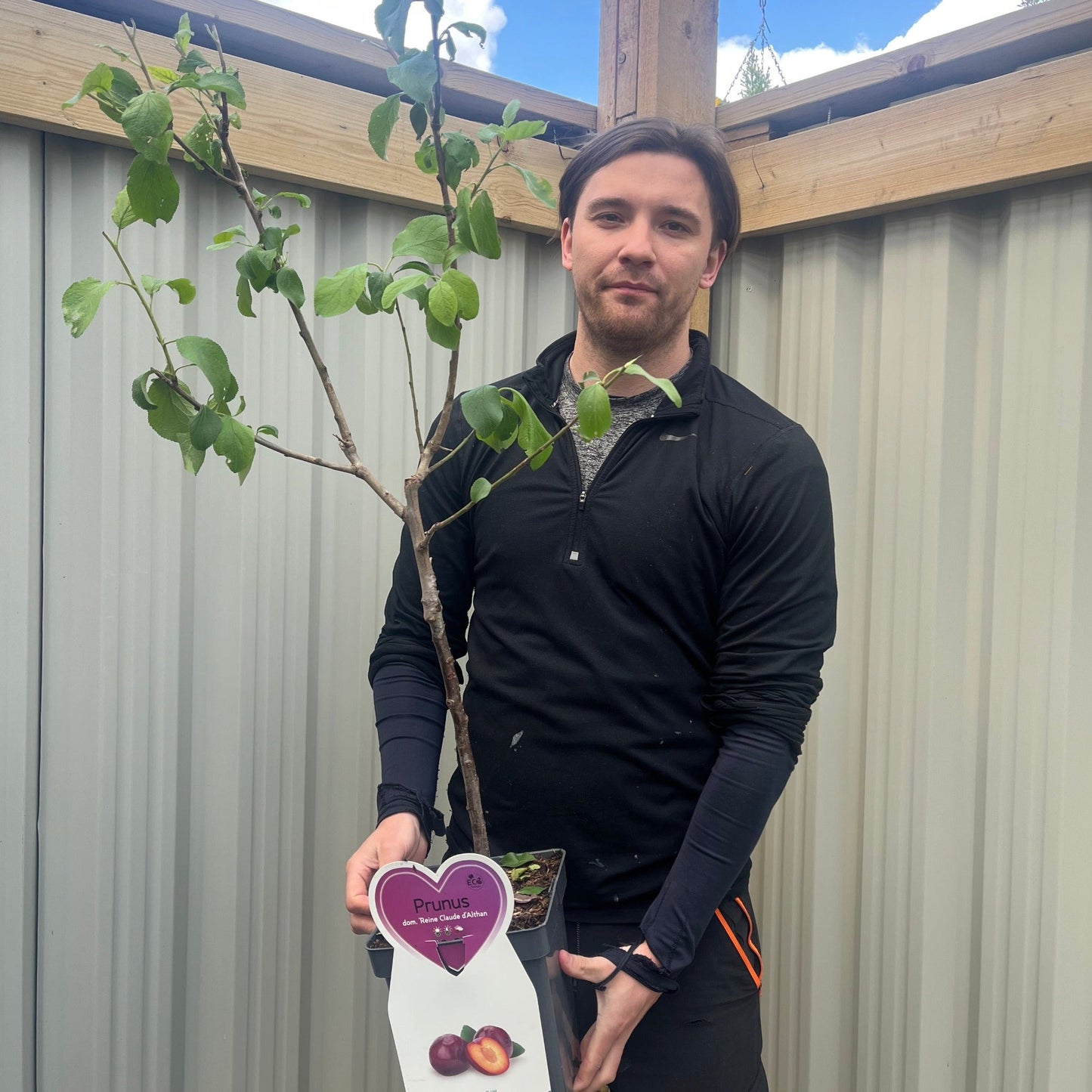 Dwarf/Patio Plum - Prunus domestica 'Reine Claude d'Althan' 4L