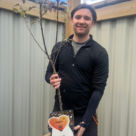 Dwarf/Patio Apple Tree - Malus domestica 'Vitalstar' 4L