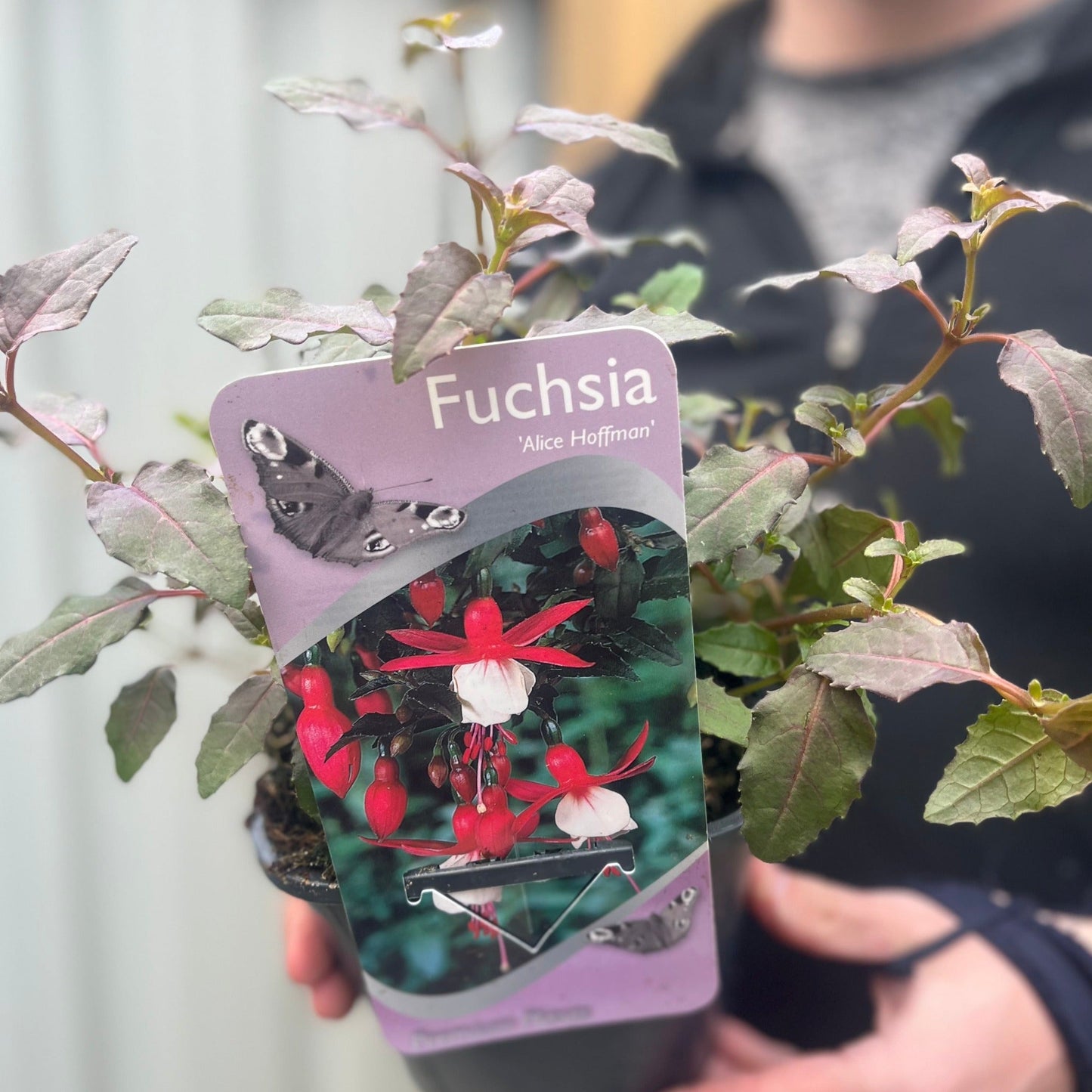 Hardy Fuchsia 'Alice Hoffman' 9cm / 2L