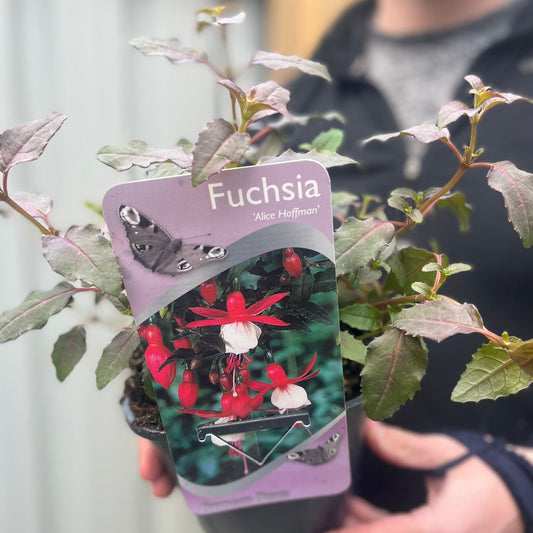 Hardy Fuchsia 'Alice Hoffman' 9cm / 2L
