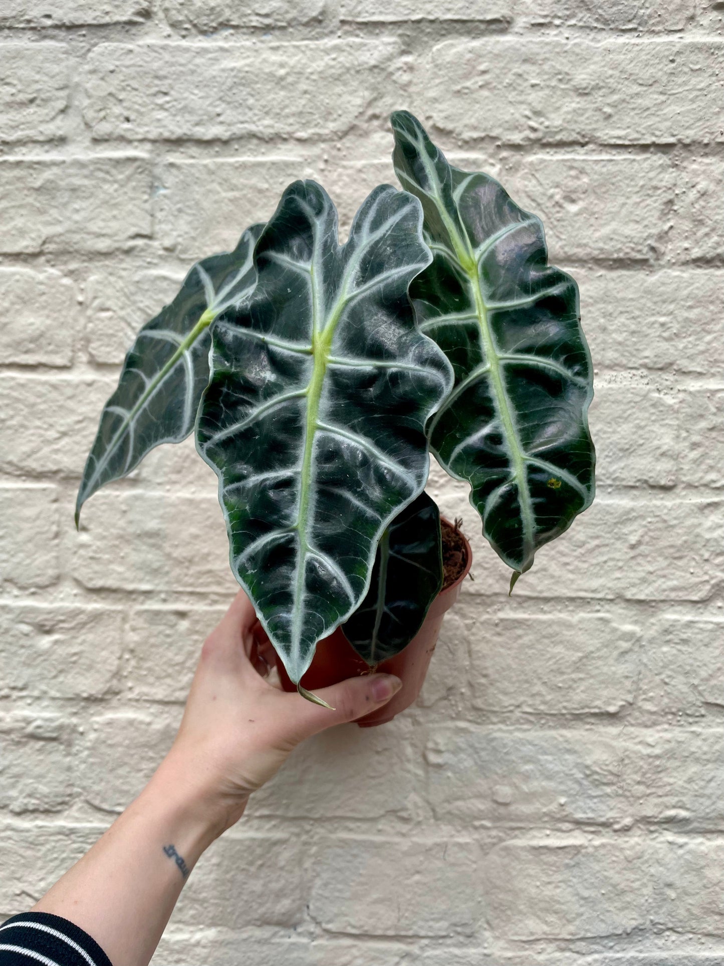 Alocasia amazonica 'Polly'