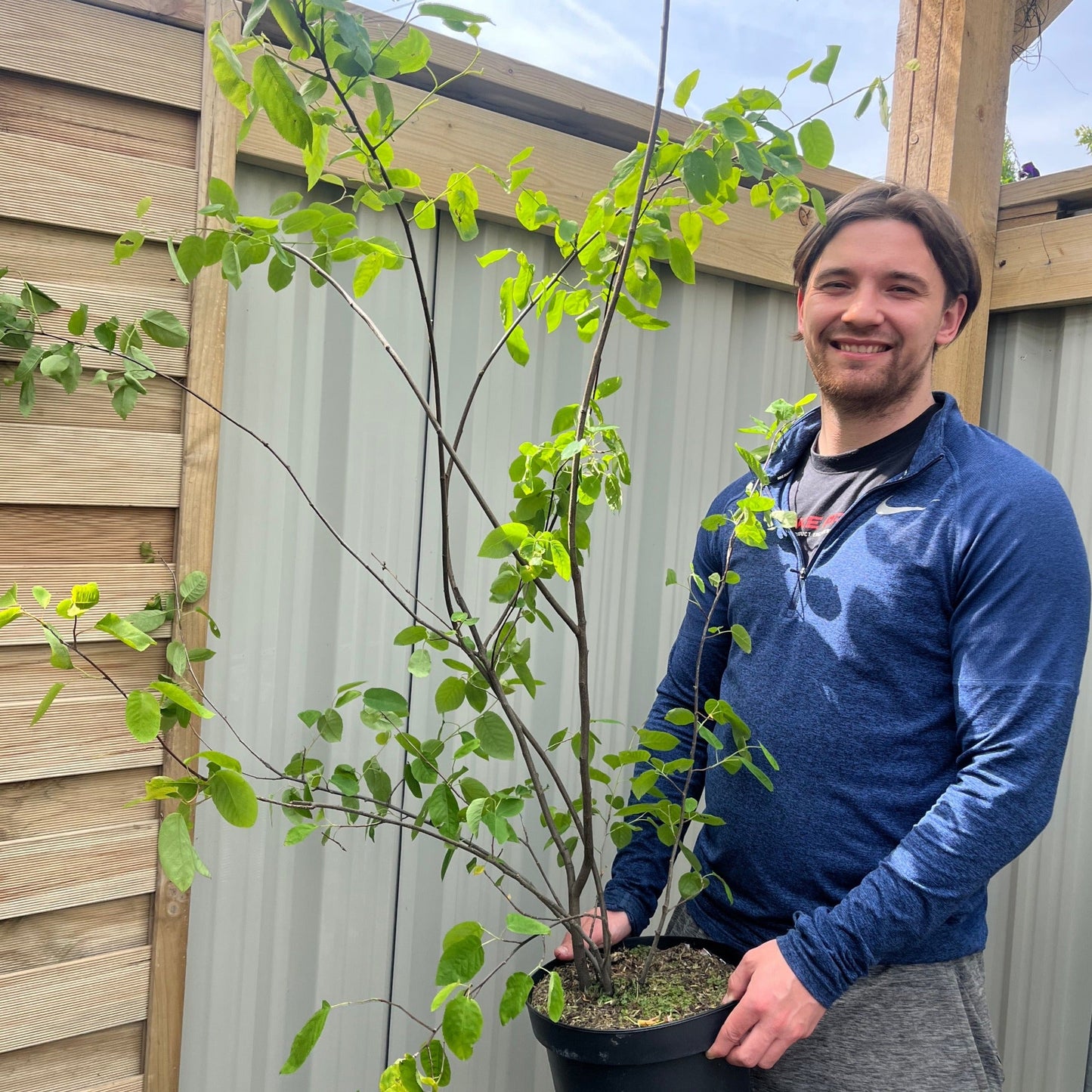 Amelanchier lamarckii 3.5L / 7.5L