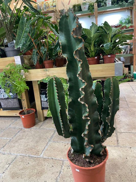 Euphorbia erytrea (Candelabara Cactus/ Desert Cactus)