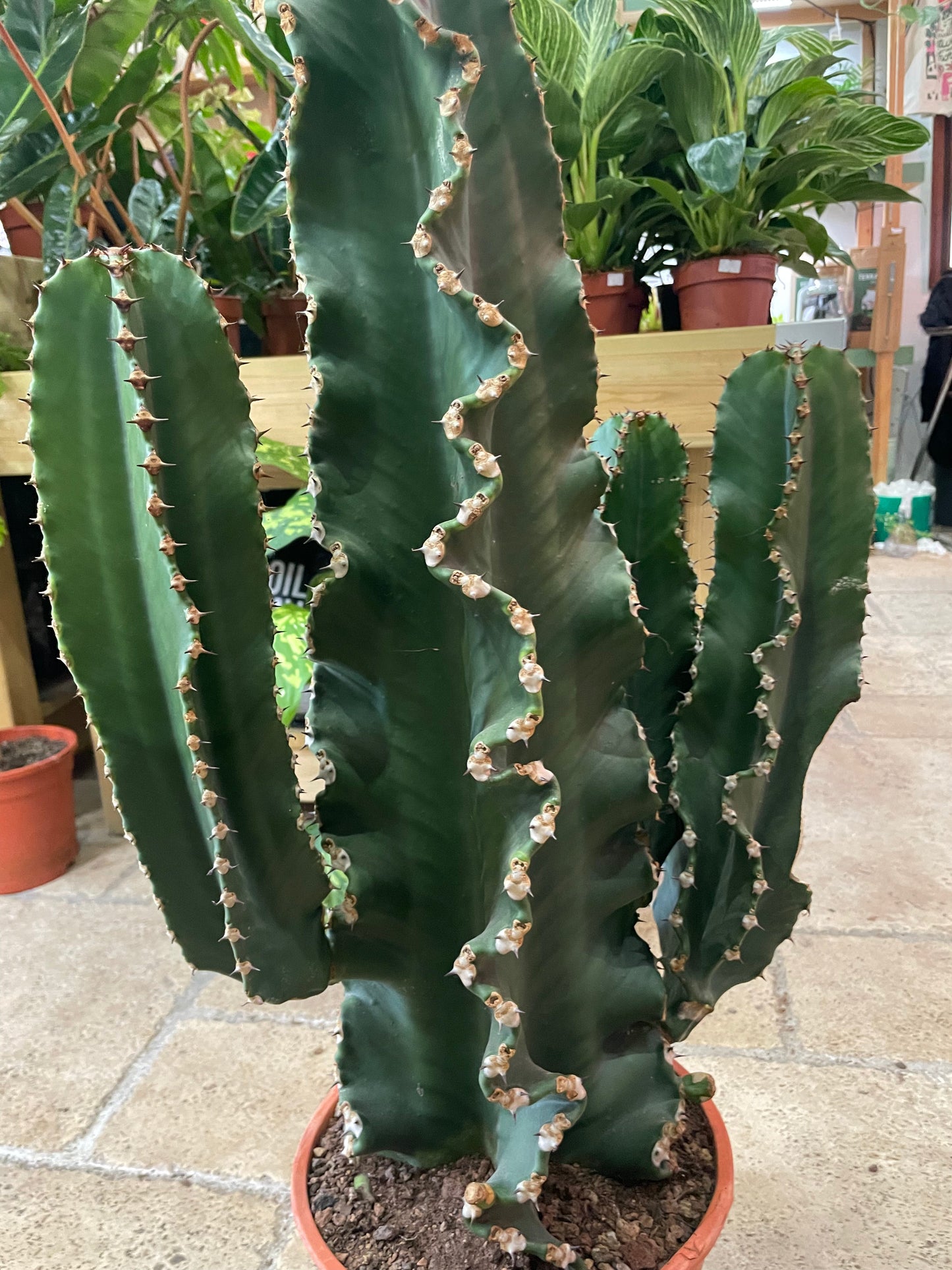 Euphorbia erytrea (Candelabara Cactus)