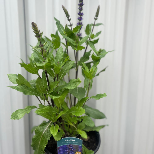 Salvia Salvatore Blue 3L