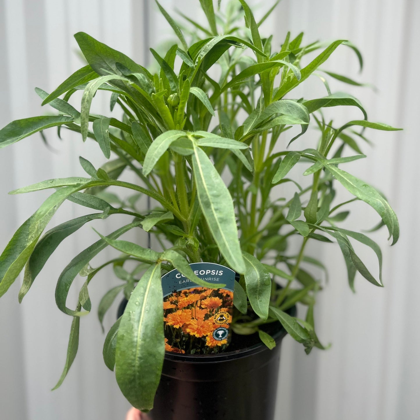 Coreopsis grandiflora 'Early Sunrise'