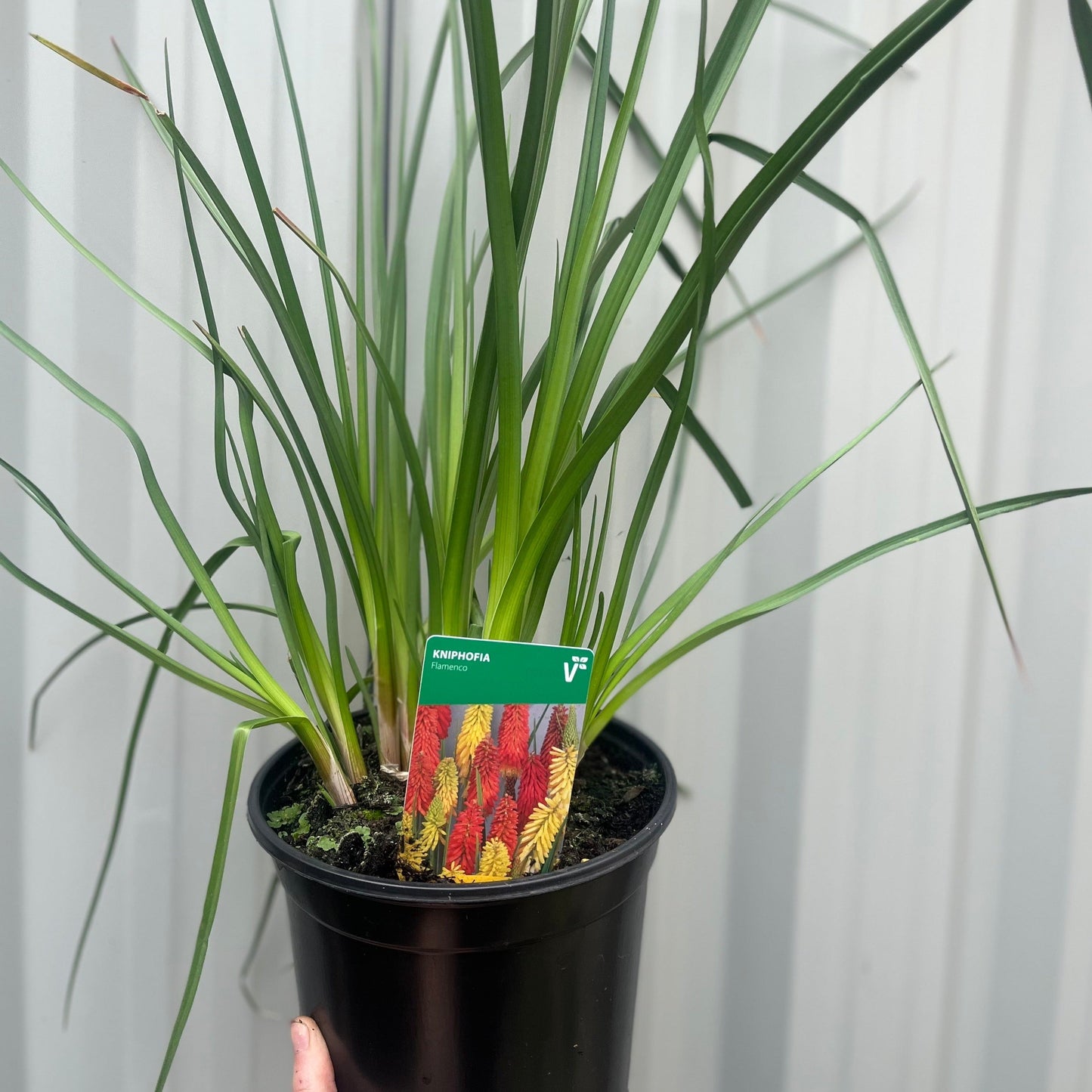 Kniphofia uvaria 'Flamenco' (Red Hot Poker) 9cm/2L