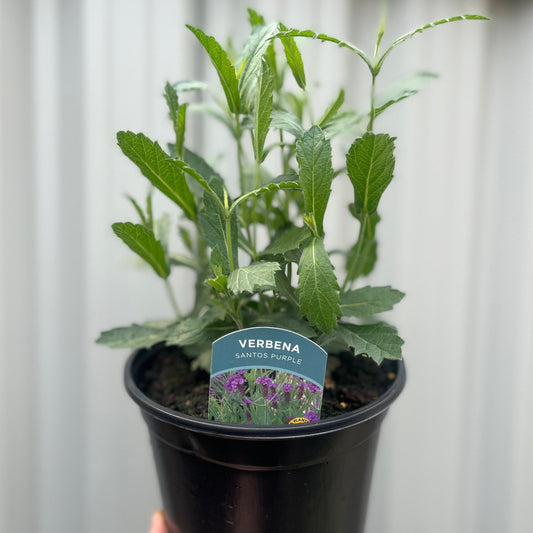 Verbena Santos Purple 9cm/1.5L/2L