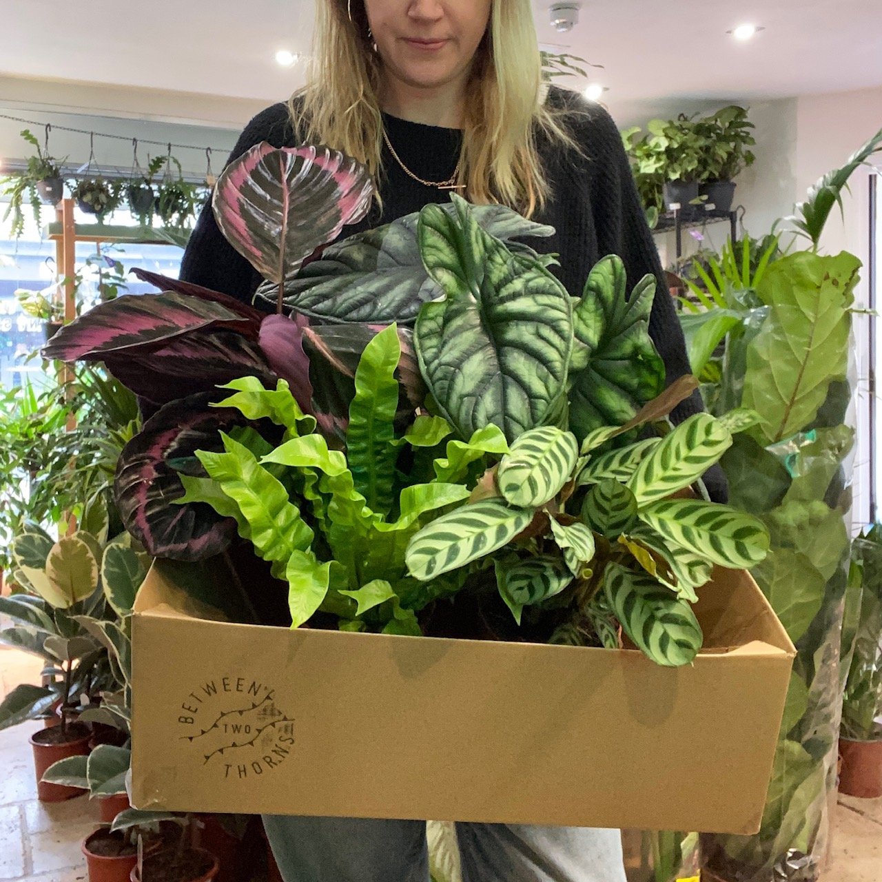 *NEW* Plant gift boxes delivered locally same day or Nationwide!