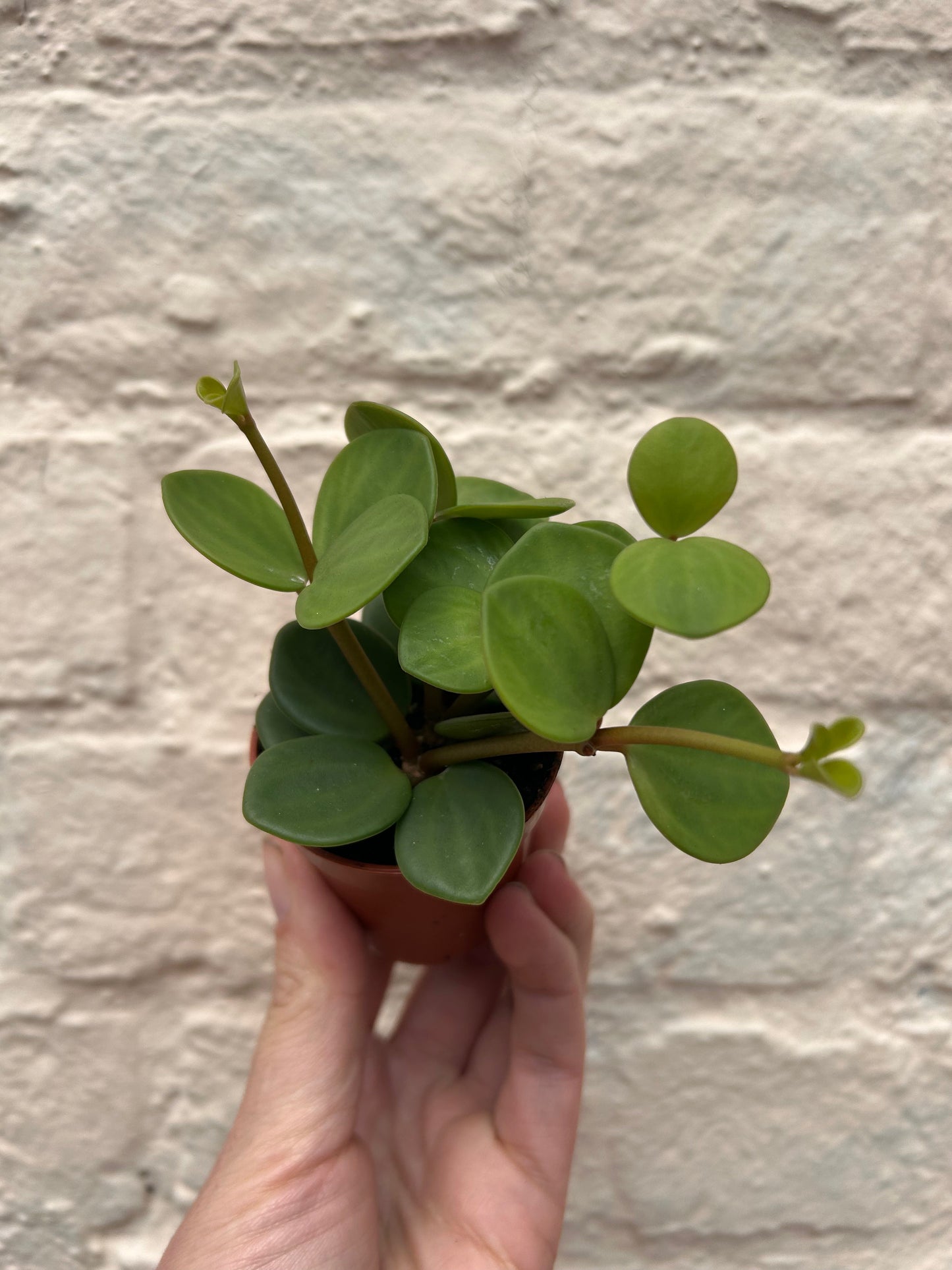 Peperomia tetraphylla 'Hope' (Peperomia Hope)