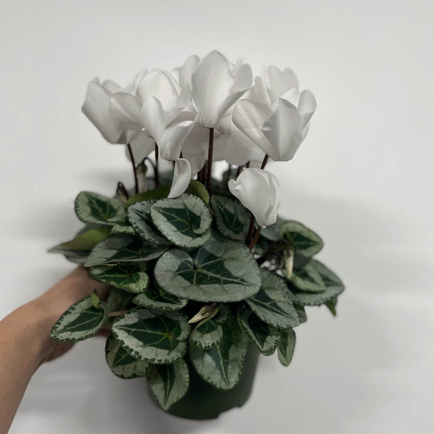 Cyclamen White (9/13cm Pot)
