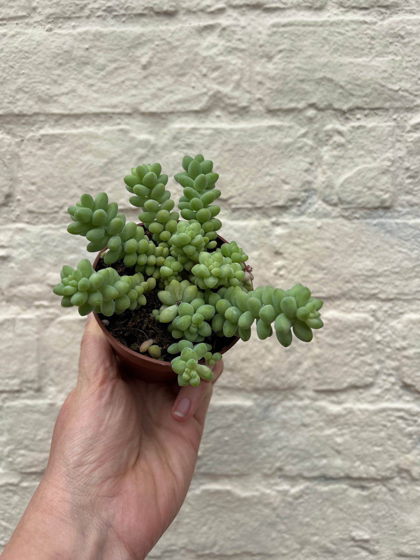 Sedum morganianum 'Burrito' (Burros Tail / Donkey Tail) Various sizes