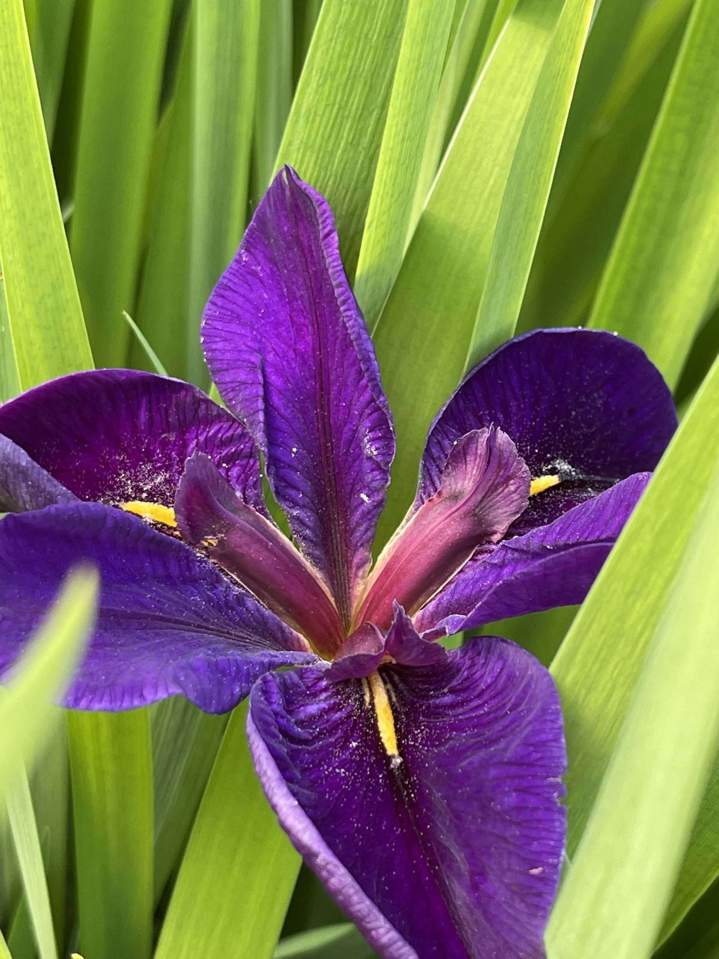 Iris louisiana ‘Black Gamecock’ - Marginal Pond Plants - MP052