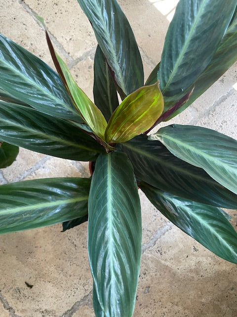 Stromanthe sanguinea 'Stripestar' (Calathea stripestar)