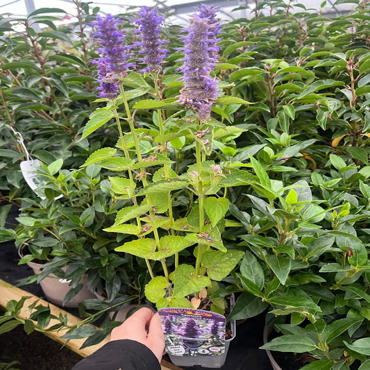 AGASTACHE foeniculum 'Little Adder' 9cm