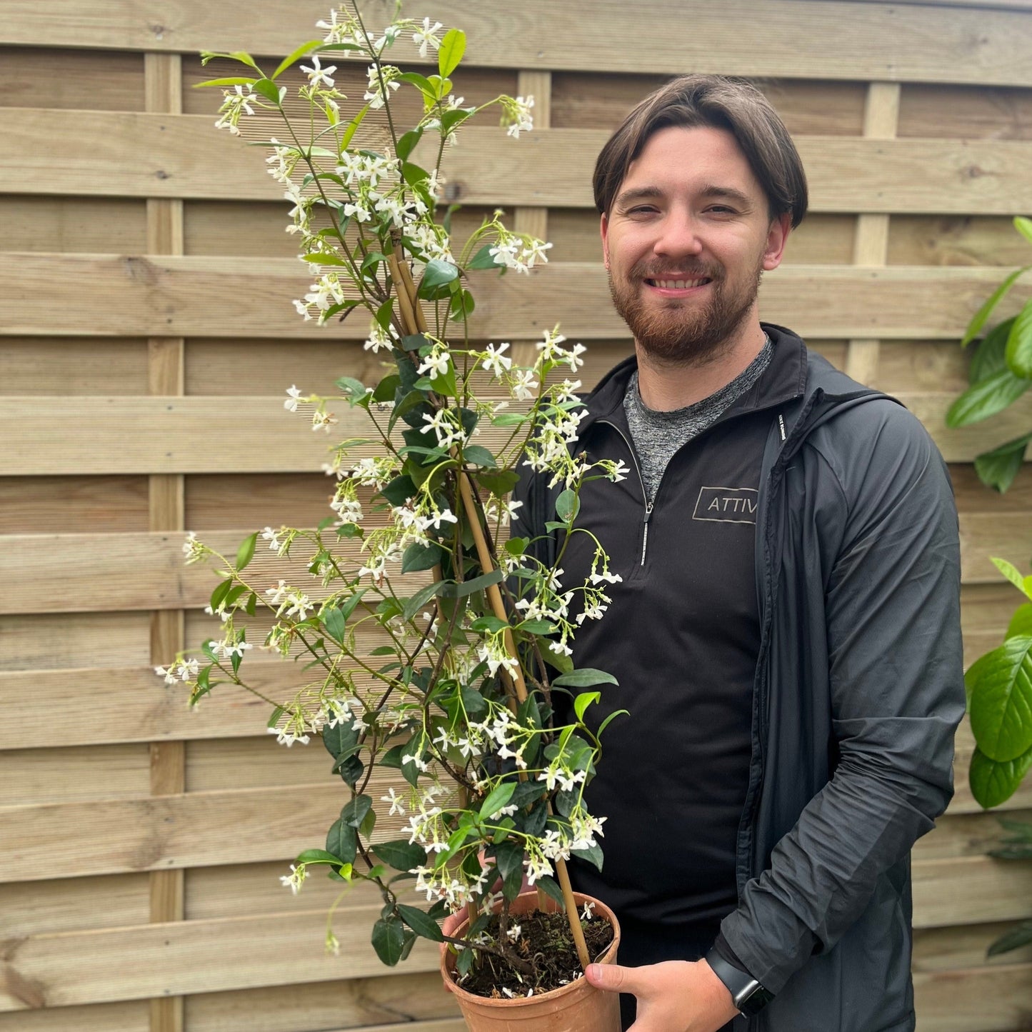 Trachelospermum jasminoides | Evergreen Star Jasmine Cone