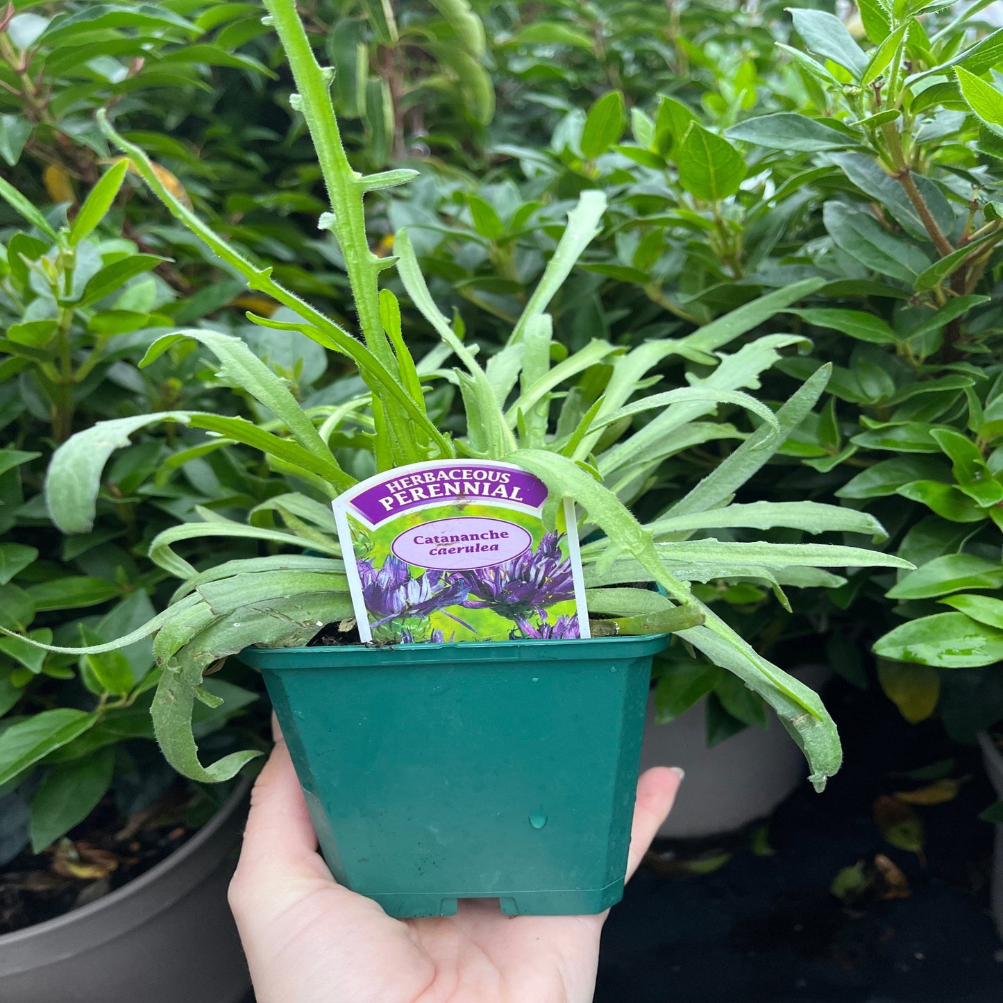 Catananche caerulea 9cm/2L