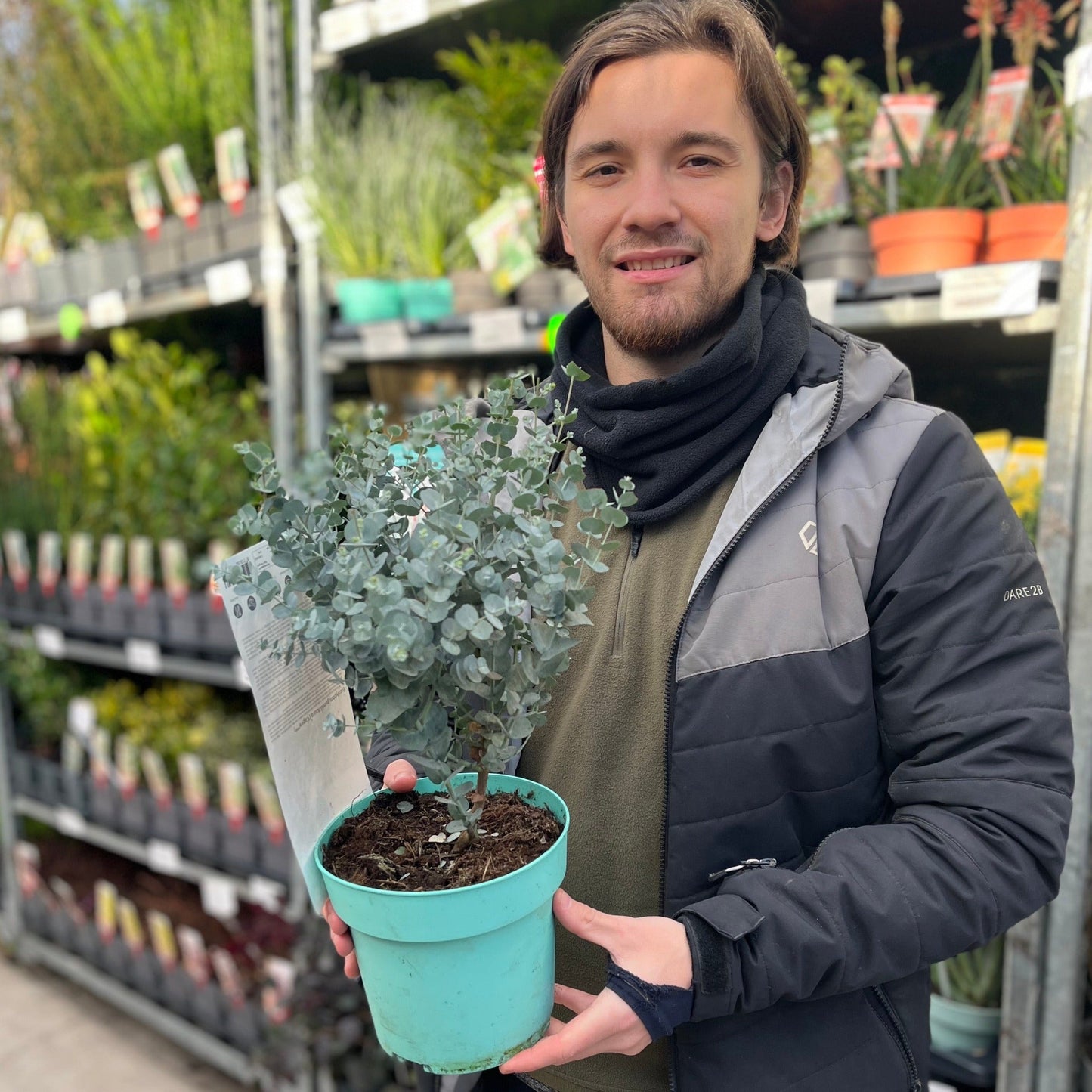 Eucalyptus gunnii Azura (9cm/2L Pot)