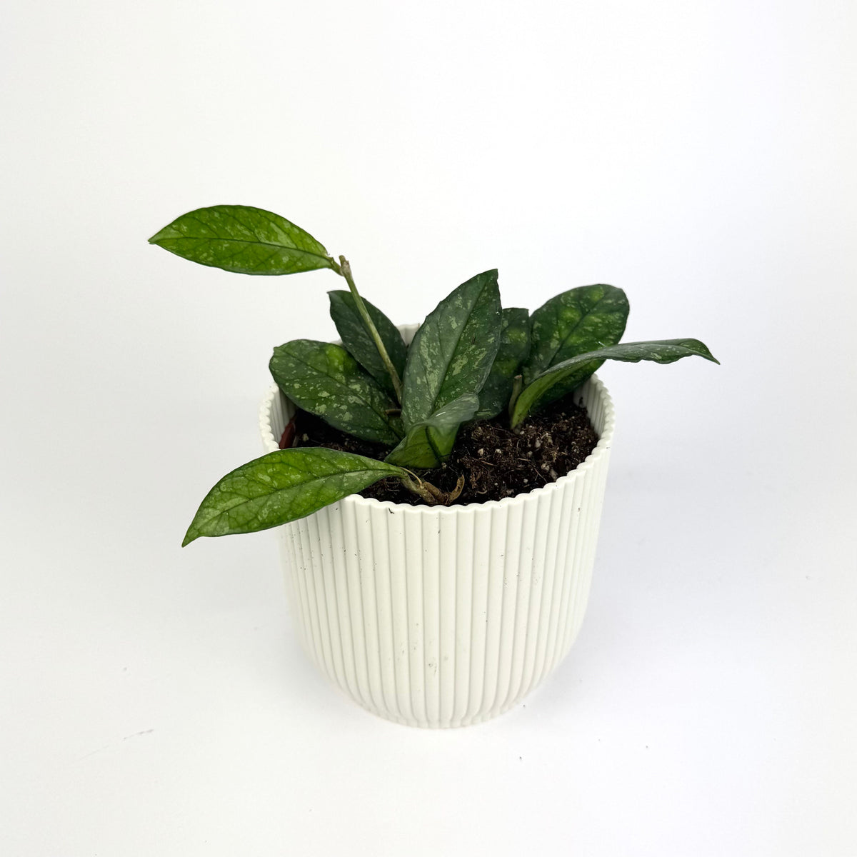 Hoya crassipetiolata splash 10.5cm Houseplant