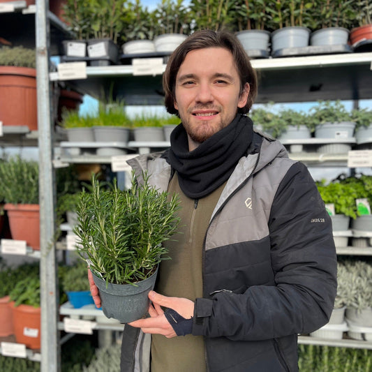 Rosemary officinalis