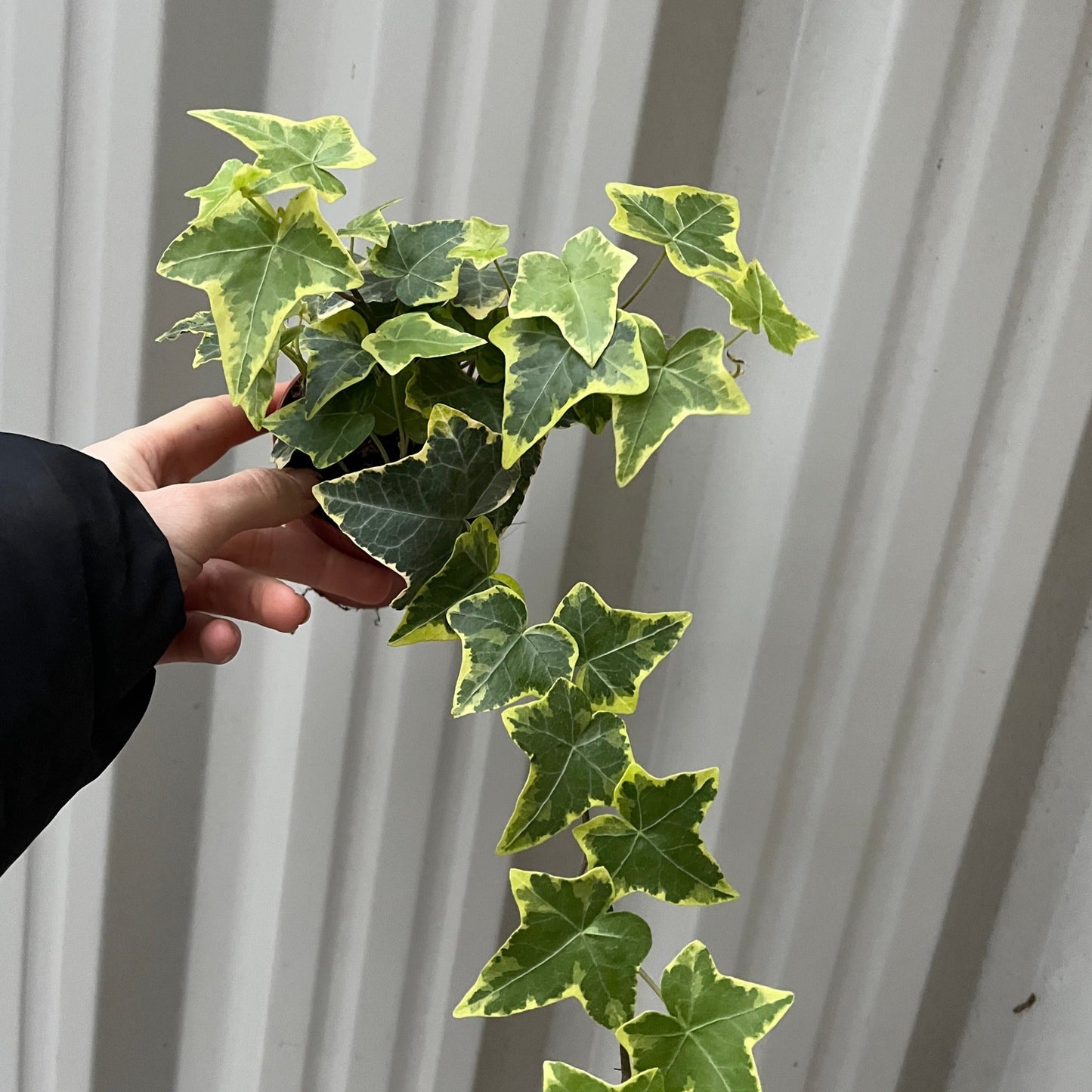 Hedera Helix - Trailing Variegated Ivy (9cm/14cm Pots)